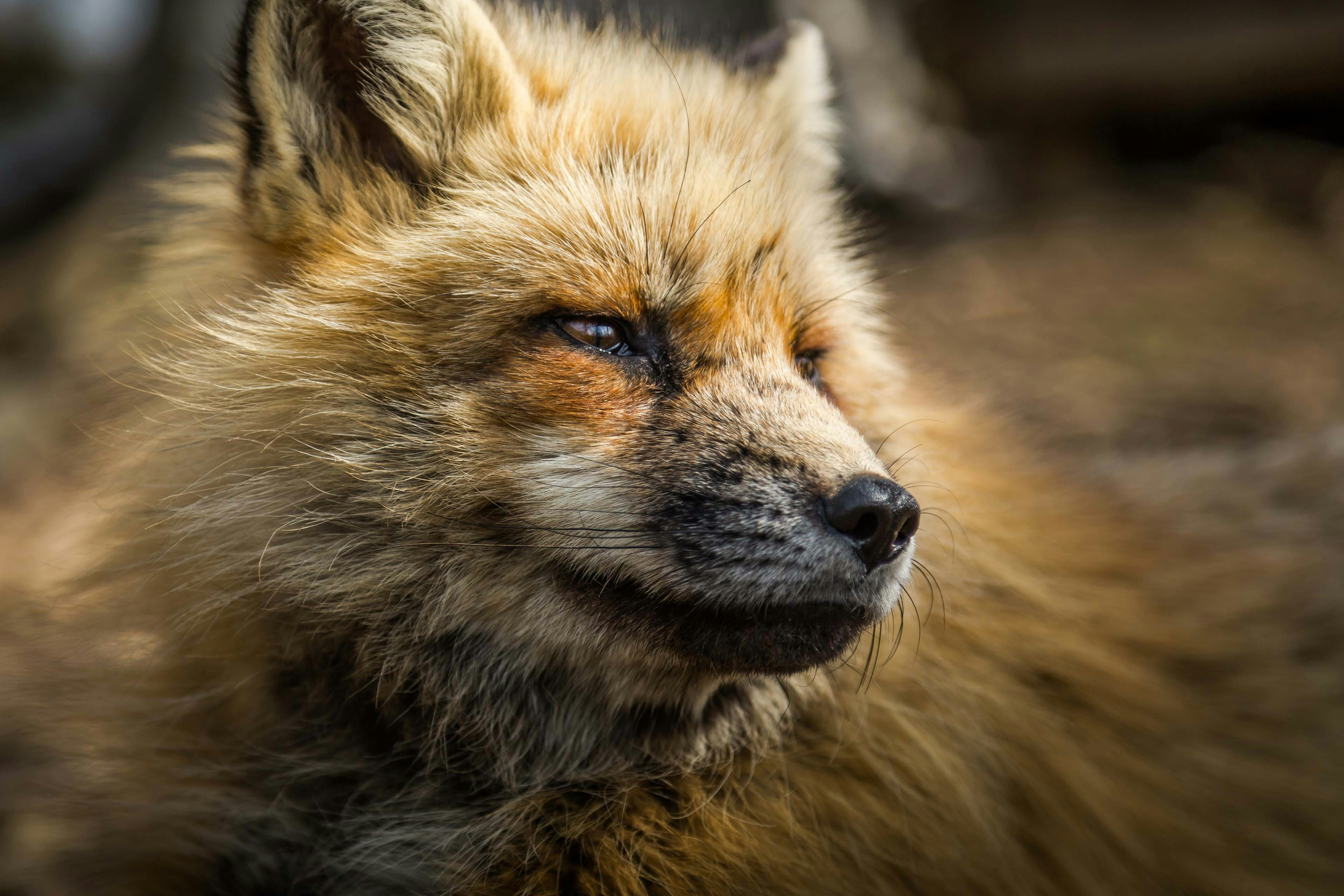 macro photography of fox